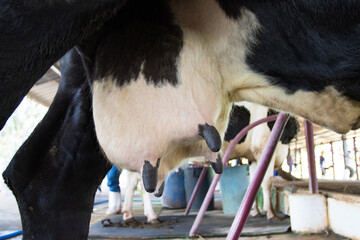 Closeup - udder of young cow female - in farm of  Thailand - obrazy, fototapety, plakaty