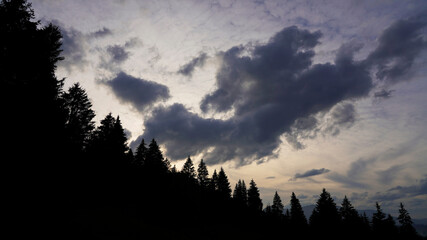 fabulous sunset in the forest black clouds silhouette of spruce trees