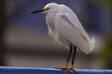A Snowy Egret in a mating plumage 