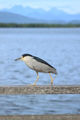 A Night Heron walking in sea side in the mangroves