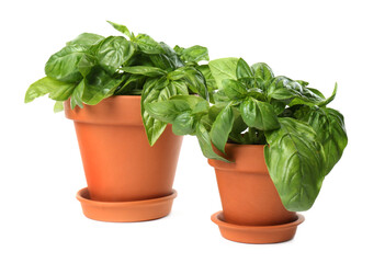 Lush green basil in pots on white background