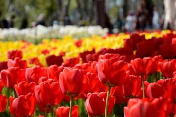 Istanbul emirgan tulip garden is colorful.

4928 x 3264 px
41 cm x 27 cm 
300 dpi