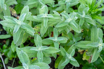 Mint leaves background. Plant. Close-up