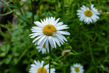 Obraz premium Chamomile field flowers border. Beautiful nature scene with blooming medical chamomilles in sun flare. Alternative medicine Spring Daisy. Summer flowers. Beautiful meadow. Summer background