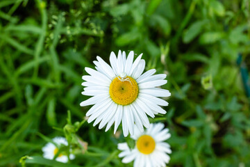 Chamomile field flowers border. Beautiful nature scene with blooming medical chamomilles in sun flare. Alternative medicine Spring Daisy. Summer flowers. Beautiful meadow. Summer background