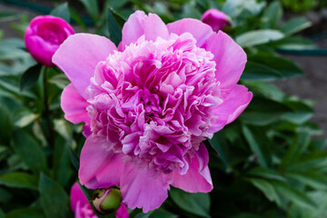 Peony flowers blooming in garden