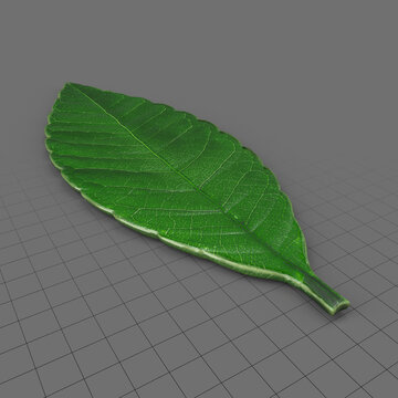 Plant leaf