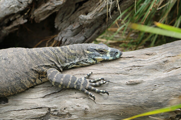 Goanna on the stem - Victoria, Australia