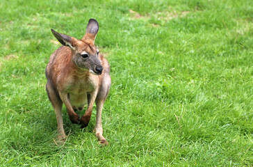 Kangaroo on green grass - Victoria, Australia