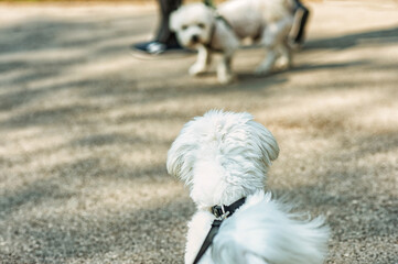 Two dogs on the leash are excited and estimating each other