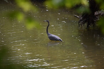 great blue heron