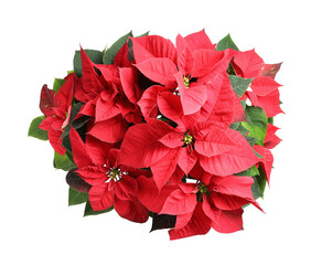 Fototapeta premium Red Poinsettia isolated on white, top view. Christmas traditional flower