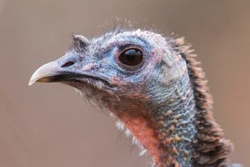 wild turkey portrait