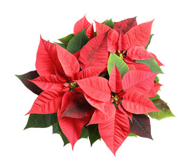 Red Poinsettia isolated on white, top view. Christmas traditional flower