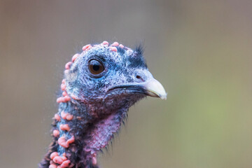 wild turkey portrait