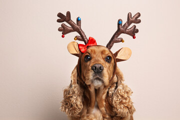 Adorable Cocker Spaniel dog in reindeer headband on light background © New Africa