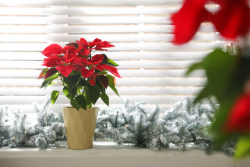 Beautiful potted poinsettia (traditional Christmas flower) and festive decor on window sill at home. Space for text