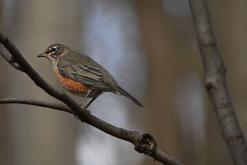 Closeup of an American Robin resting on a branch with a blurred background
