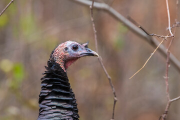 wild turkey portrait