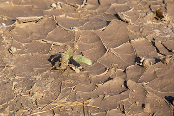 Texture of the dried earth with clay and sand, close-up