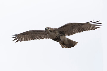 red-tailed hawk (Buteo jamaicensis) in flight