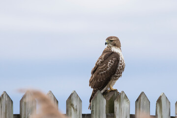 red-tailed hawk (Buteo jamaicensis)
