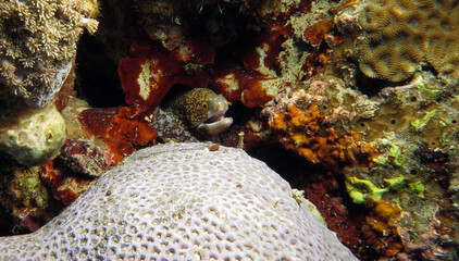 Snowflake moray eel hiding in corals Cebu Philippines