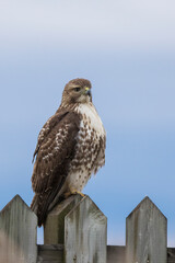 red-tailed hawk (Buteo jamaicensis)