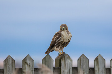 red-tailed hawk (Buteo jamaicensis)