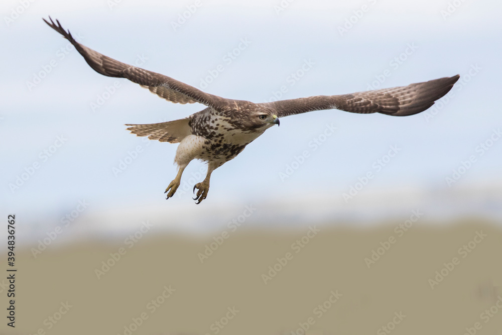 Wall mural red-tailed hawk (Buteo jamaicensis) in flight