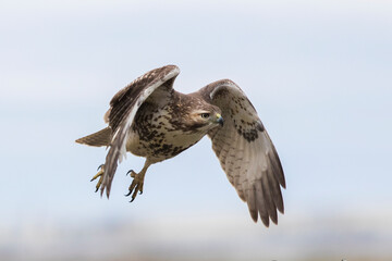 red-tailed hawk (Buteo jamaicensis) in flight