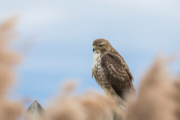 red-tailed hawk (Buteo jamaicensis)