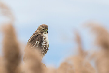 red-tailed hawk (Buteo jamaicensis)