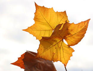 Yellow fall leaves on white background