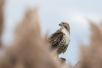 red-tailed hawk (Buteo jamaicensis)