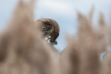red-tailed hawk (Buteo jamaicensis)
