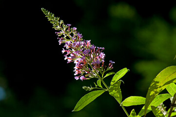 美しい花の咲くフジウツギ