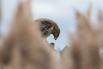 red-tailed hawk (Buteo jamaicensis)