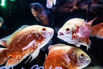 Numerous goldfish sold at Tung Choi Street in Hong Kong_10