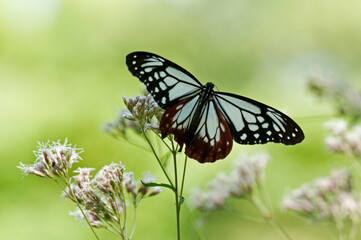 翅の模様が鮮やかな大型のチョウアサギマダラ