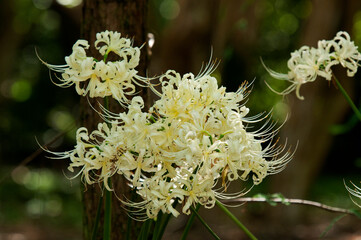 秋の田畑に咲く彼岸花