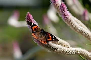 ノゲイトウで羽を休めるヒメアカタテハ