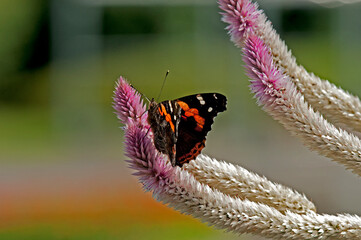 ノゲイトウで羽を休めるヒメアカタテハ