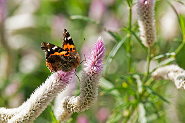ノゲイトウで羽を休めるヒメアカタテハ