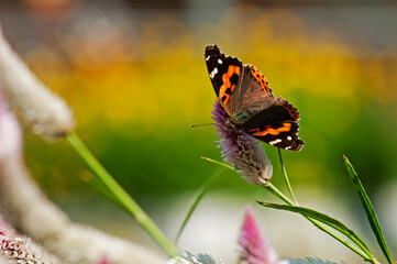 ノゲイトウで羽を休めるヒメアカタテハ
