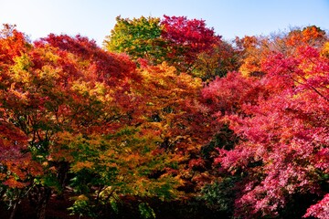 朝地の紅葉