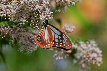 フジバカマで羽を休めるアサギマダラ