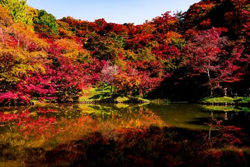 朝地の紅葉