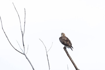 red-tailed hawk (Buteo jamaicensis)