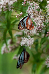 フジバカマで羽を休めるアサギマダラ